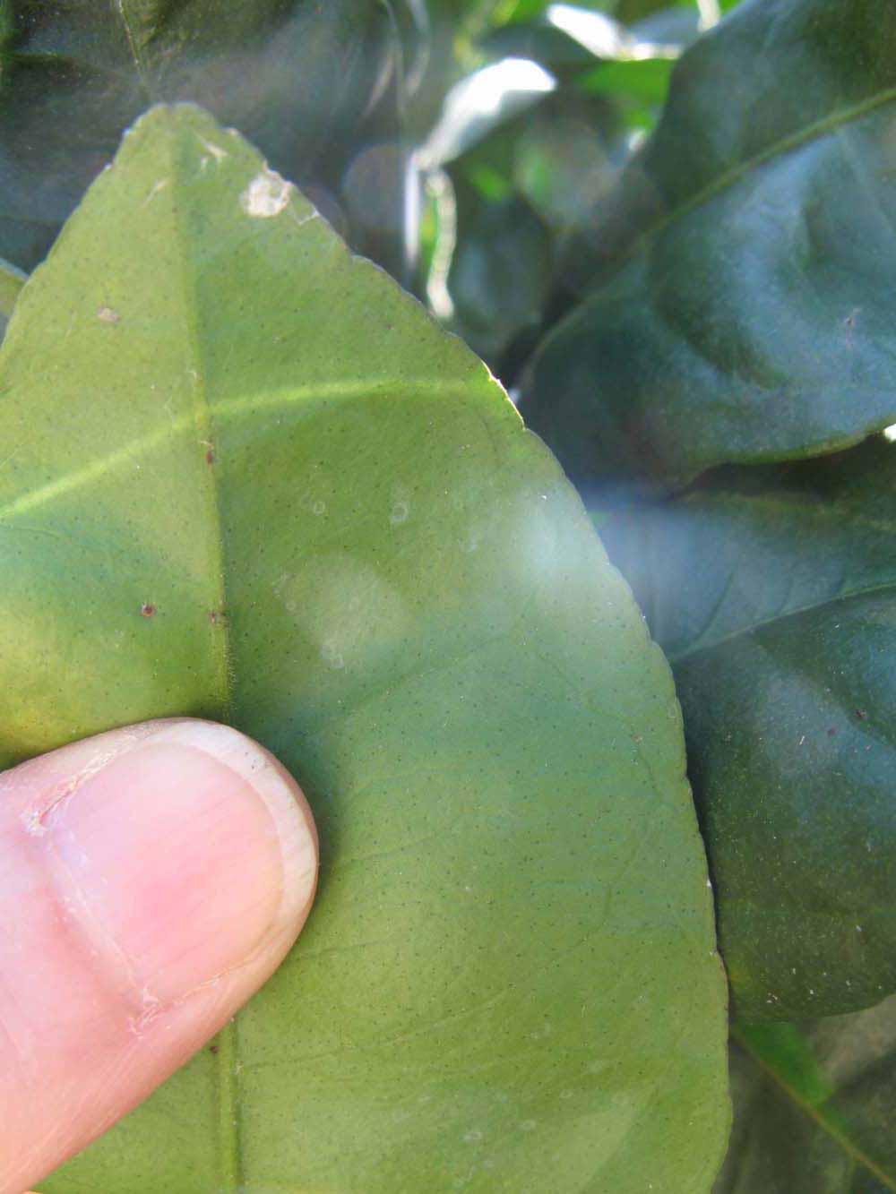              Margin (Winter Haven, FL)       